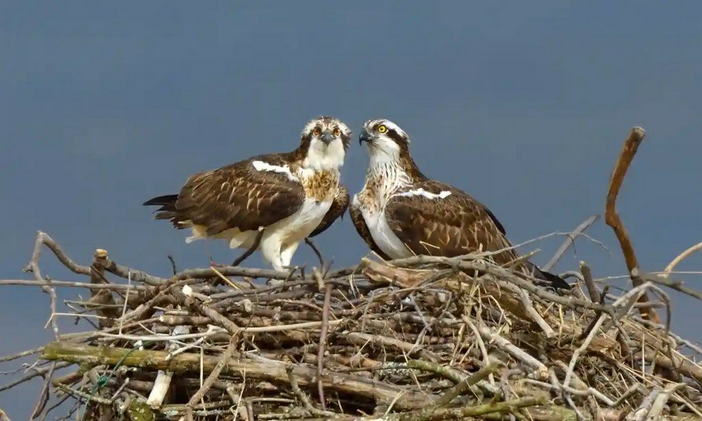 ospreys-nesting-andy-rouse-wildlife-trust-copy-8412550