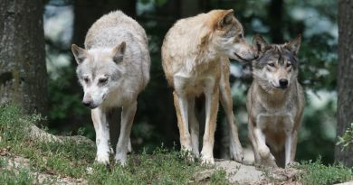timber wolves, wolves, family