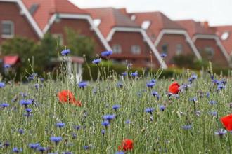 bild-2175900_600_800-jpg