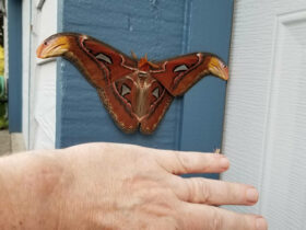 Eine der größten Motten der Welt wurde erstmals in den USA gefunden.  Wie kam es dorthin?