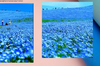 blue-flowers-in-japan-jpg