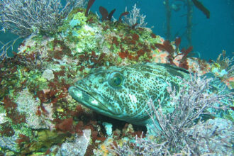 blue-lingcod-jpg
