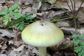 death-cap-mushroom-jpg