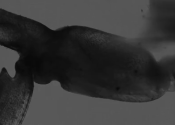 snapping-shrimp-claw